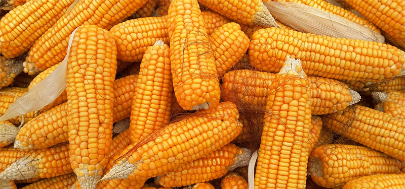 Milho: Benefícios, Vitaminas, Como consumir e Cuidados.