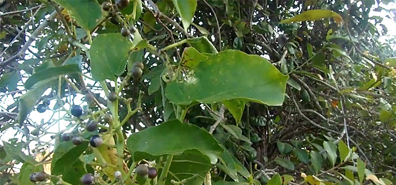 Insulina Vegetal Para Controlar e Prevenir a Diabetes.