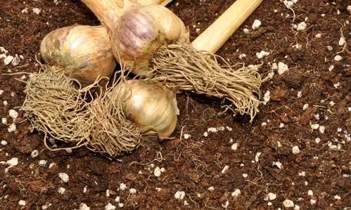 como cultivar alho em casa