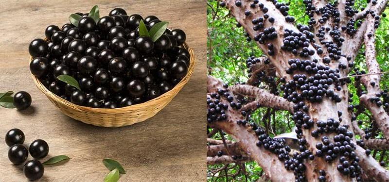 Benefícios da Jabuticaba: para que serve, como fazer chá, e mais!
