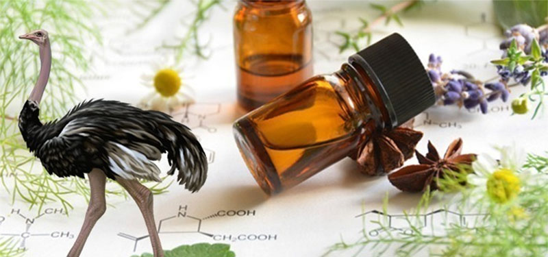 Óleo De Avestruz: O que é, Indicações e Benefícios
