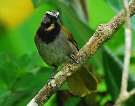 Trinca Ferro