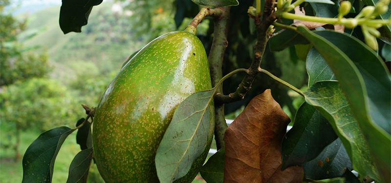 Abacate: Benefícios, Nutrientes, Propriedades e Origem.