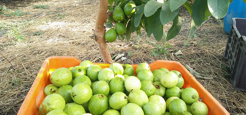 Benefícios da Goiaba e Dicas de Consumo.