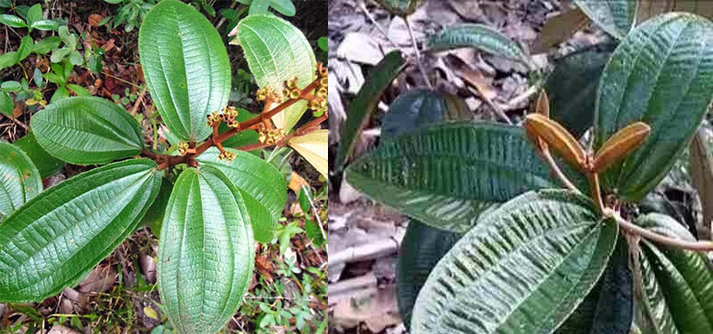 Miconia albicans para que serve, Benefícios e Como fazer o chá.