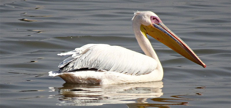 O que é fauna brasileira, Animais, Espécies e Regiões.
