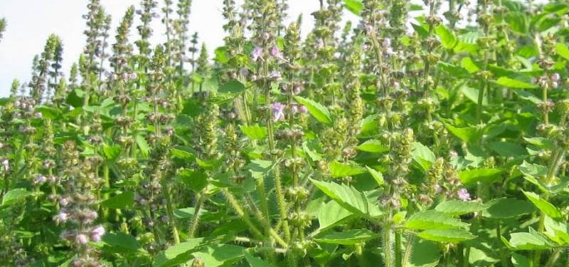 Como cultivar manjericão e dicas culinárias