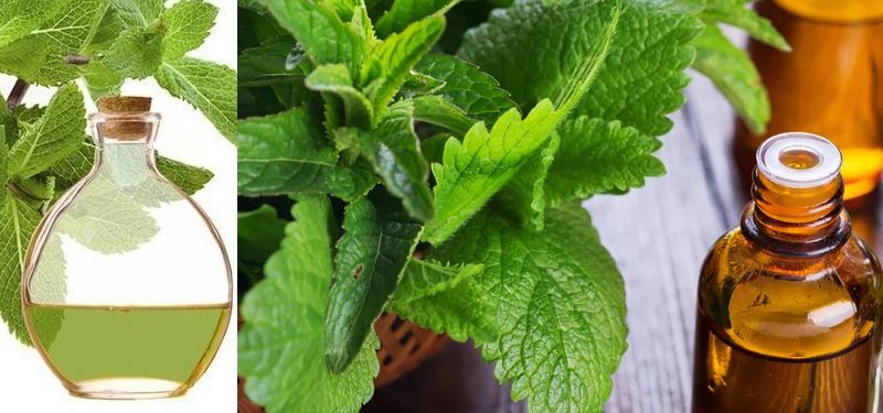 Óleo de Menta Para Sinusite, Rinite e Outros Benefícios.