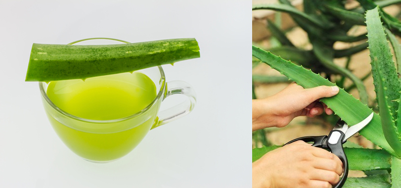Suco de babosa: benefícios para a saúde.