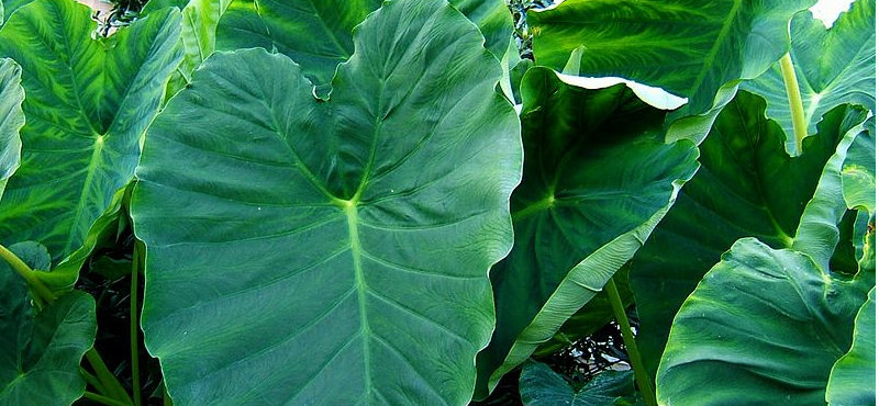 7 Incríveis benefícios da Taioba para a saúde!
