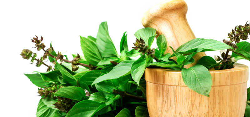 Chá de Manjericão Serve Para Que, Benefícios e Receitas.