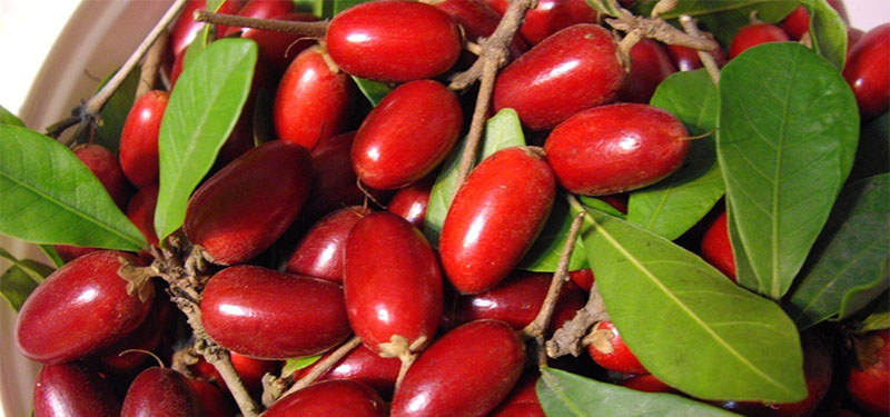 Benefícios da fruta milagrosa para a saúde!