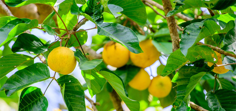 Mangostão amarelo: benefícios, origem e como comer mangostin!