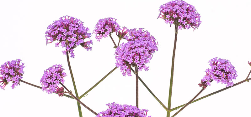Verbena: benefícios para a saúde, como plantar e fazer o chá