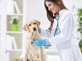Conheça alguns cursos técnicos de veterinária gratuitos