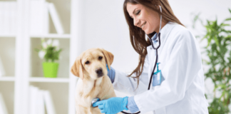 Conheça alguns cursos técnicos de veterinária gratuitos