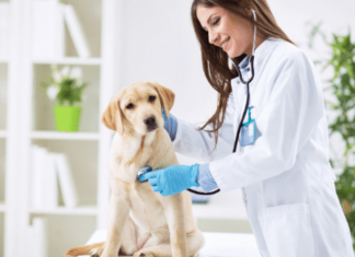 Conheça alguns cursos técnicos de veterinária gratuitos